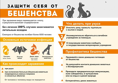 Памятка: что делать при встрече с агрессивной собакой